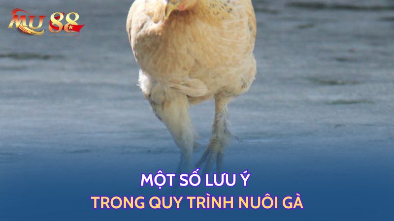 Một số lưu ý trong quy trình nuôi gà