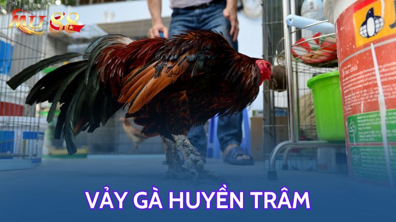 Nhận diện vảy huyền trâm đơn giản