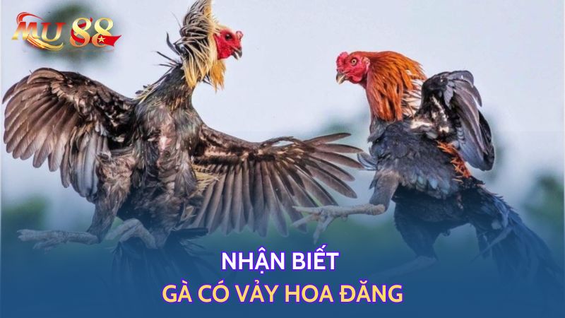 Nhận biết gà có vảy hoa đăng